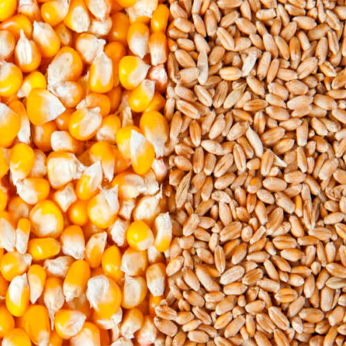 Grains