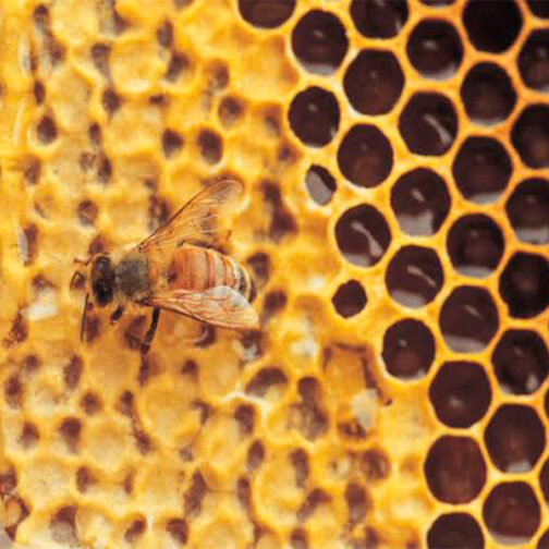 Honey - Image 2